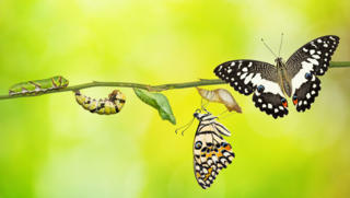 B2B-Onlineshop Migration - Evolution Schmetterling