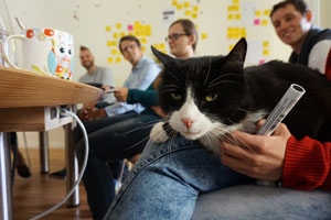 Katze beim Wochenmeeting